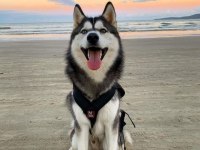 Husky Sibirya Kurdu