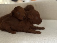 Bebek toy poodle