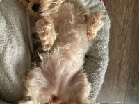Mama karşılığı köpeğimizi sahiplendirme