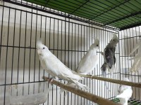 Albino sultan papağanı erkek yavru