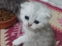 Scottish fold yeni yuva için hazırız