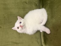 3 Adet Dişi British Shorthair Yavrumuz