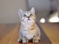 Munchkin cüce kedimiz