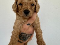 Toy poodle köpeği