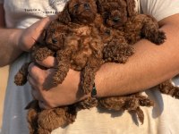 AŞILI ÇİŞ EĞİTİMLİ BÜYÜMEYEN TOY POODLE BEBEKLER