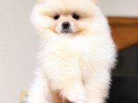 Dişi Pomeranian Boo Köpeği