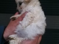 Mini Boy Maltipoo Bebekler