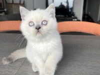 British Shorthair Blue point