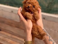 Kore Kan Toy Poodle Yavrularımız