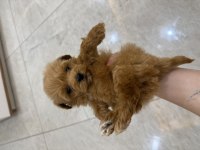En miniğinden Maltipoo 