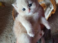 Saf Kan Golden British Shorthair Yavruları (Wcf kayıtlı)