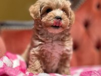 Maltipoo Yavrularımız