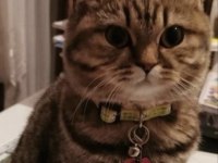 British Shorthair 6 Yaşında