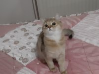 Golden British Shorthair Tatlılık