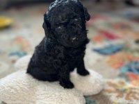 Safkan Minik Siyah Toy Poodle
