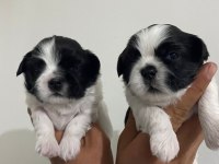 Shih tzu bebekler