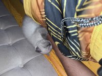 Oyuncu Scottish fold Silver
