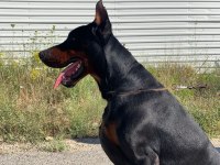 Şecereli Doberman Yeni Yuvalarını Arıyor