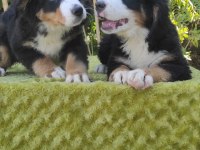 A KALİTE BERNESE MOUNTAİN DOG YAVRULAR