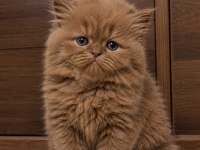 Teddy British Longhair Cinnamon