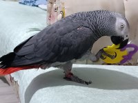 Üst düzey jako papağanı full artı full