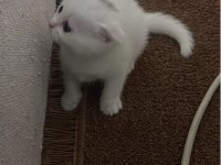 Yavru beyaz scottish fold