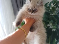 Pofuduk pati british longhair