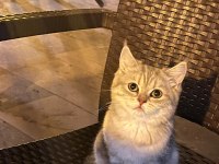 British Shorthair 6 Aylık