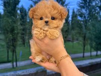 Sevimli maltipoo çocuklarım