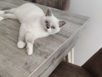 British Shorthair Blue Point Erkek Yavrumuz