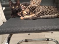 ACİL YUVA KEDİMİZE