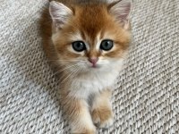 British Shorthair Golden Shaded 2 Aylık Yavru Dişi