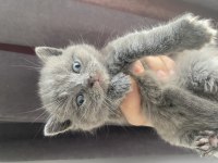 British shorthair kedisi