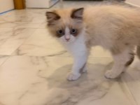 RAGDOLL DİŞİ