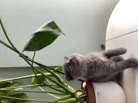 Safkan erkek scottish fold yavrularım sahiplendirilme hazır