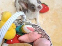 Apple Face Chihuahua