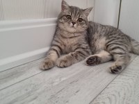 Güzeller güzeli british shorthair mia