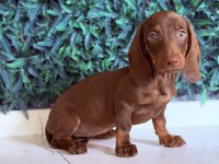 Dünyanın Gözdesi Irk Mini Dachshund
