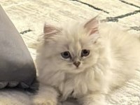 Son Erkek British Longhair Yavrumuz