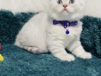 British shorthair silver 2 aylık erkek