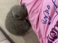 Muhteşem tüylü scottish fold kedisi
