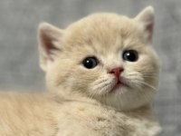Lilac-Golden-Blue-Golden Tabby Munchkin Kedileri Özel