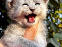 Onlar beklenen maine coon yavrular