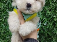 0 numara maltese bebekler