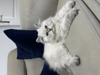 2 aylık dişi british longhair