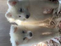 Burkem çiftliğimizden kar topu samoyed