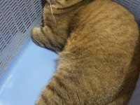 Isparta Şarkikaarağaç British Shorthair Golden Tabby