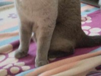 British shorthair kedilerimiz
