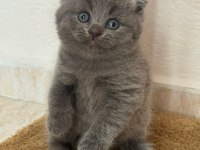 A kalite scottish fold yavrular yeni sahiplerini arıyor