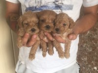 Mükemmel Kalite Bebek Yüzlü Maltipoo Yavrularımız